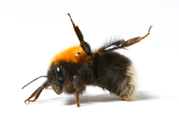 Bumble bee Disturbance Leg-lift Response demonstrated by a tree bumble bee Bombus hypnorum
