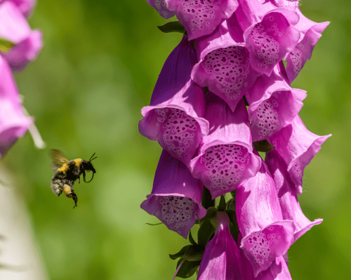 bumble bee flying toward foxglove flower