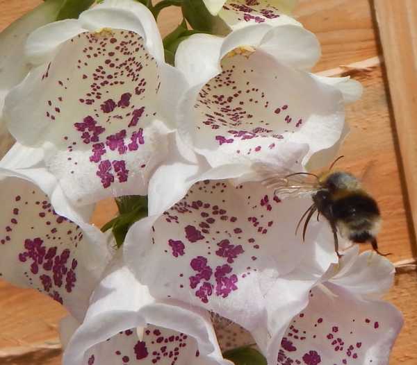 Bumble bee about to enter a foxglove flower bumble bee flying toward a white foxglove flower