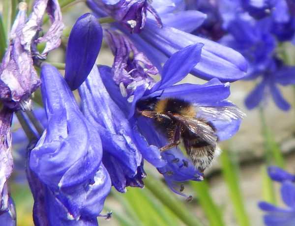 a bumble bee with its proboscis (tongue) deep inside a blue Agapanthus a bumble bee with its proboscis (tongue) deep inside a blue Agapanthus