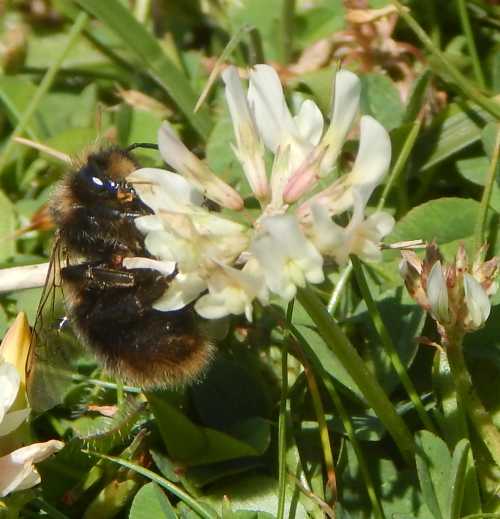 bumble bee on clover flower bumble bee on clover flower