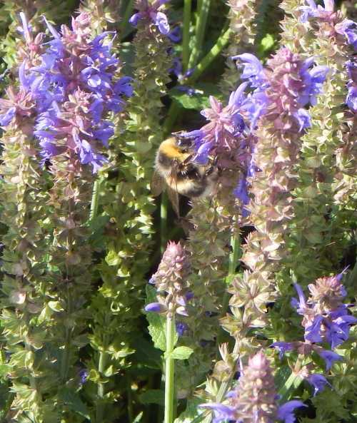 Bumble bee on blue Salvia flower stem