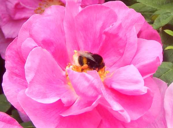 Bumble bee on pink rose Bumble bee foraging on a deep pink, blousy rose.  the bee had full pollen baskets.  Side view.