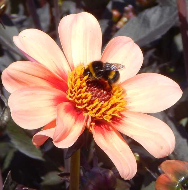 bumble bee on peach dahlia