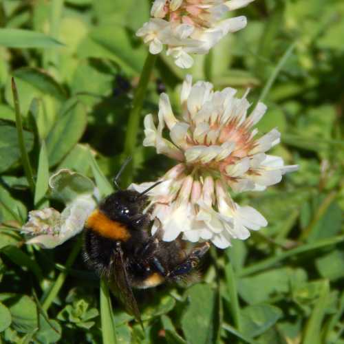 bumble bee on white clover bumble bee on white clover