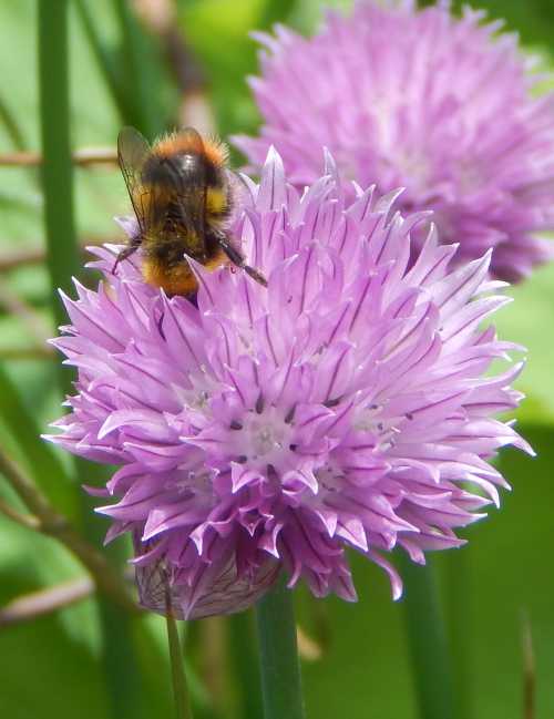 bumble bee on wild chives