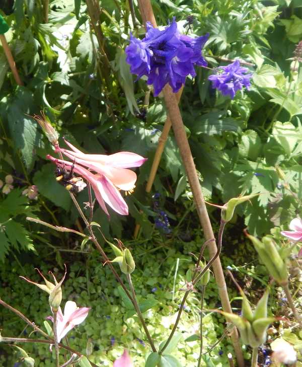 bumble bee visiting Aquilegia flowers