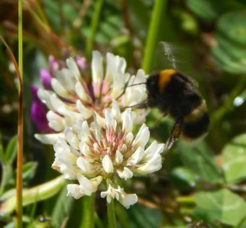 bumble bee visiting white clover flower