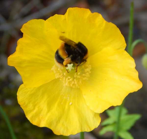 a bumble bee worker with loaded pollen baskets foraging on a delicate yellow poppy flower a bumble bee worker with loaded pollen baskets foraging on a delicate yellow poppy flower
