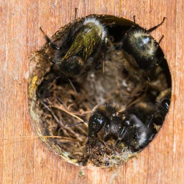 bumble bees at a nest entrance