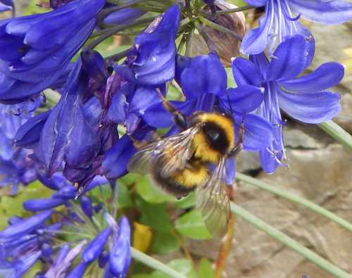 bumble bees like visiting  Agapanthus flowers bumble bees like visiting  Agapanthus flowers