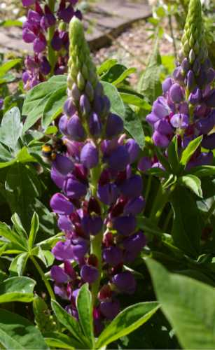 Lupins are lovely cottage garden flowers - bees love them too. purple lupins - 3 flower stems with a bumble bee foraging on one of the stems