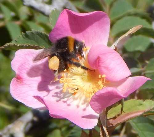 Bee Identification How To Identify Different Bee Species