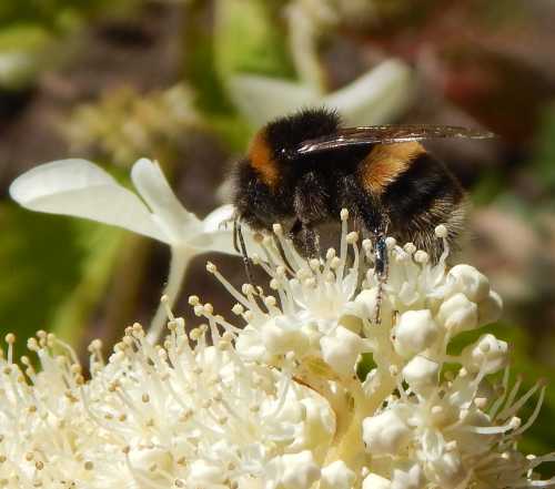 Image of Little Honey Hydrangea with Bees