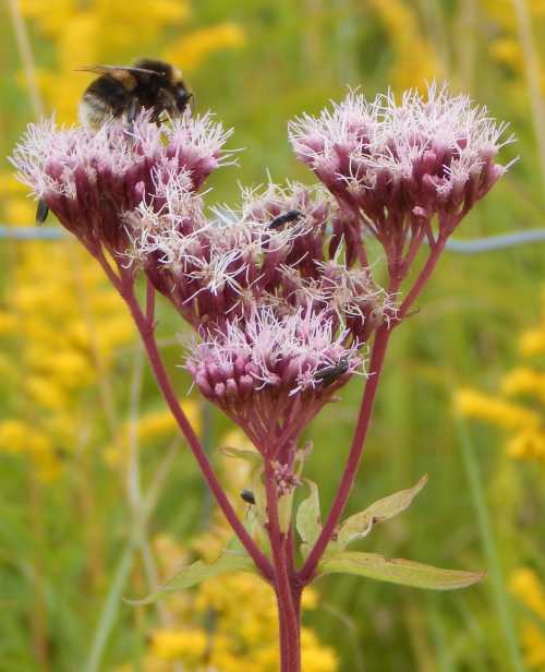 Bumble bee and flies on hemp agrimony. Bumble bee and flies on hemp agrimony. Side view.