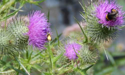 Bees on thistles. Bees on thistles.