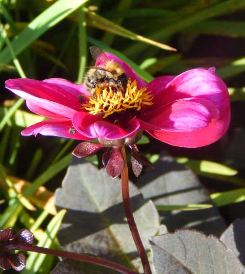 Bumble bee on dahlia flower. Gingery common carder Bumble bee on deep pink dahlia flower.