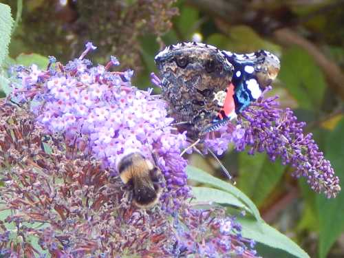 White-tailed bumble bee and red admiral butterfly on buddleia flower.