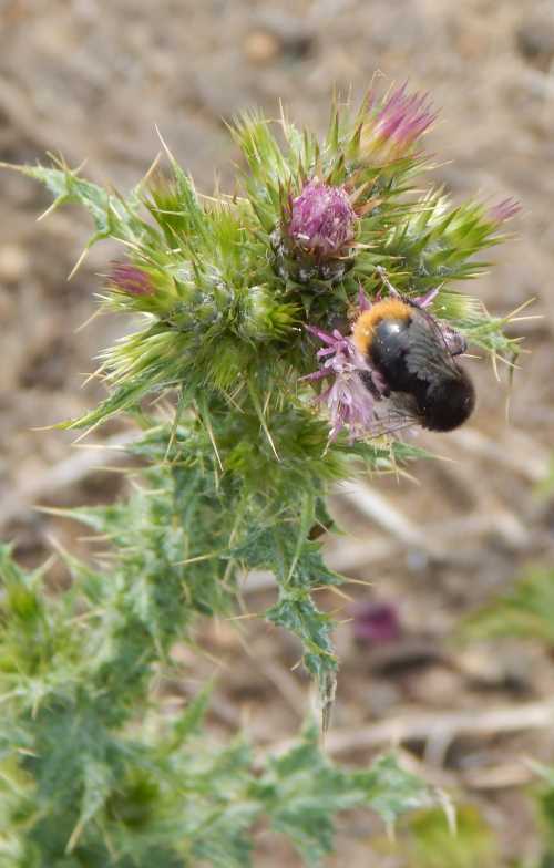 a cluster of thistle flowers, with a bumble bee - possibly Bombus rupestris - a black bee with an orange tail - foraging on a flower head. a cluster of thistle flowers, with a bumble bee - possibly Bombus rupestris - a black bee with an orange tail - foraging on a flower head.