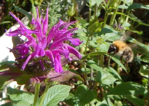 Gingery coloured common carder bumble bee flying toward a pink bee balm flower head.