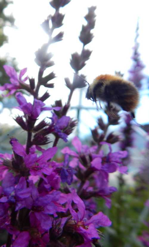 gngery colored common carder bumble bee flying toward purple loosestrife flower gngery colored common carder bumble bee flying toward purple loosestrife flower
