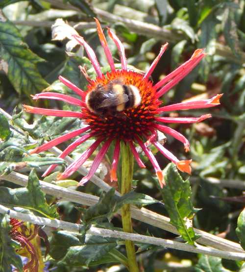 Bumble bee foraging on an Echinacea flower with inward curling petals. Bumble bee foraging on an Echinacea flower with inward curling petals.