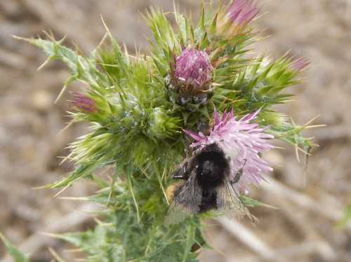 Bumble bee on slender thistle - Carduus tenuiflorus. Bumble bee on slender thistle - Carduus tenuiflorus.