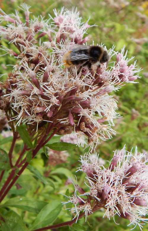 Eventually, flower heads turn brown.  Above - possibly a field cuckoo bumble bee (<i>Bombus campestris</i>) - male, or Red-tailed cuckoo be <i>Bombus rupestris</i> - female. possibly a field cuckoo bumble bee (<i>Bombus campestris</i>) or Red-tailed cuckoo be <i>Bombus rupestris</i> - female - side view.