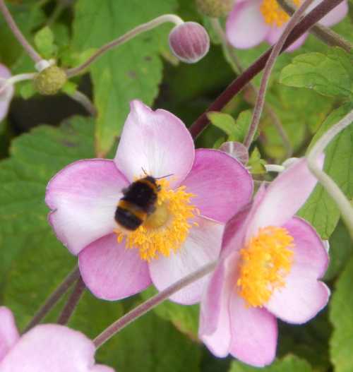 Bumble bees like Japanese anemones too. Bumble bees like Japanese anemones too.  Buff tailed bumble bee on pink Japanese anemone