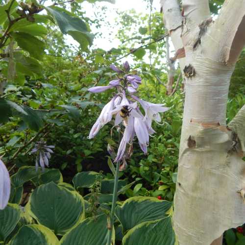 Bumble bee foraging on pale mauve Hosta flower growing beneath a tree