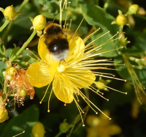 Watching a bumble bee land on a <i>Hypericum</i> flower with long stamens is great fun. white tailed Bumble bee on a yellow Hypericum flower with long, pollen laden  stamens.