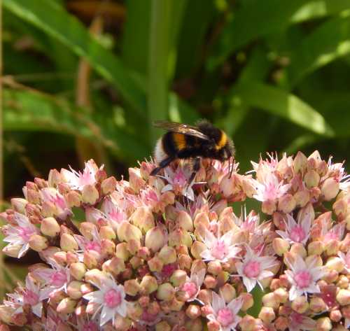 side view of a white tailed bumble bee foraging on a cluster of small pink sedum flowers side view of a white tailed bumble bee foraging on a cluster of small pink sedum flowers