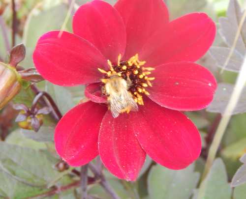 Common carder bumble bee on dahlia 'Bishop of Auckland'.