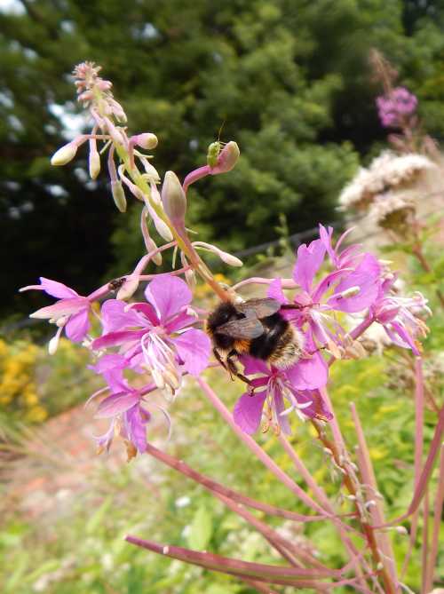 Bumblebee Flight Defies Physics – Bee Mission