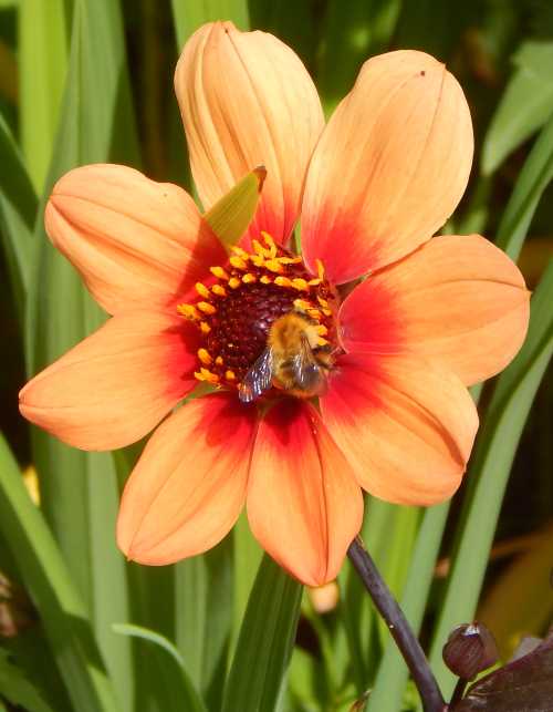 Common carder bumble bee on dahlia 'Happy Single Date'.