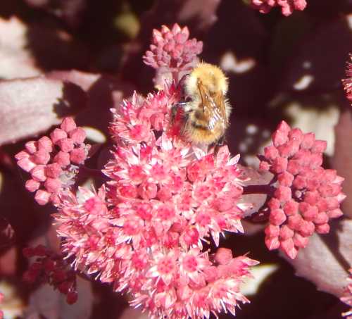 Worker common carder bumble bee, foraging on pink ice plant and going about its business.