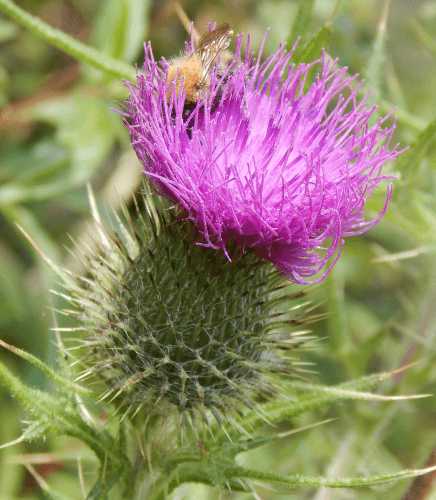 Wildflowers For Bees And Pollinators Thistles