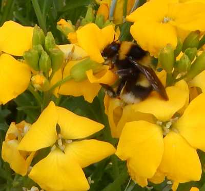 white tailed bumble bee foraging on a yellow wallflower - side view white tailed bumble bee foraging on a yellow wallflower - side view
