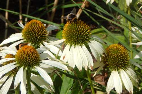 Look out for wonderful shades of pink, orange, copper, white and buttercup yellows. bumble bee on white echinacea flower