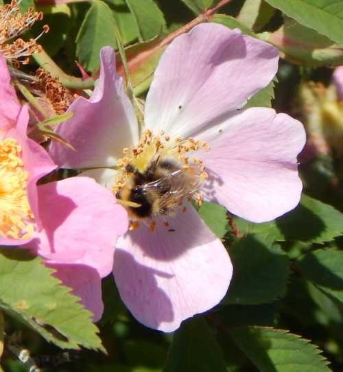 Which Roses Do Bees Like?