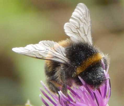 The Pollinating Power of Bumble Bees