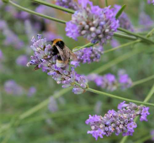Bumble bee on English lavender in my garden.