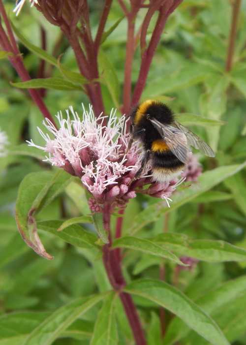 Grow hemp agrimony in a sunny spot - watch bees visit the flowers from late summer onwards. Grow hemp agrimony in a sunny spot - watch bees visit the flowers from late summer onwards.