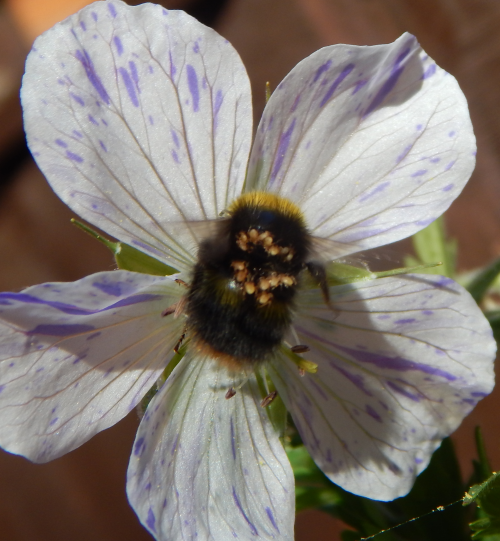 A close up of the same <I>Bombus pratorum</I> worker (Early nesting bumble bee) with phoretic mites slightly loose - they are often clinging more tightly than this. A close up of the same <I>Bombus pratorum</I> worker (Early nesting bumble bee) with phoretic mites slightly loose - they are often clinging more tightly than this.