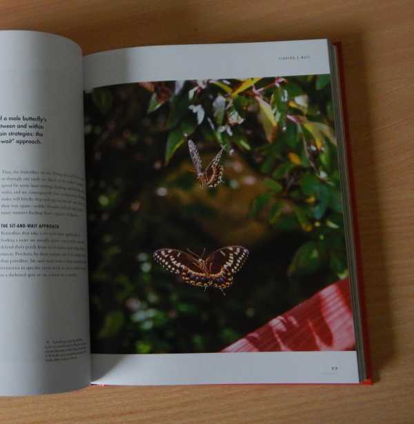 butterflies mating section from The Lives Of Butterflies book butterflies mating section from The Lives Of Butterflies book