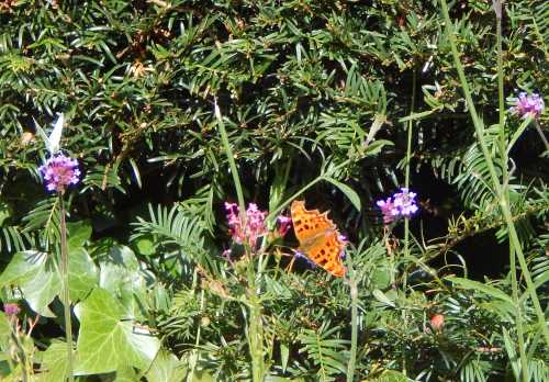 2 butterflies feeding on Verbena bonariensis - a Comma butterfly on the right - and <I>Polygonia c-album</I> (a white butterfly species) on the left. 2 butterflies feeding on Verbena bonariensis - a Comma butterfly on the right - and <I>Polygonia c-album</I> (a white butterfly species) on the left.