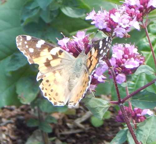 Painted lady butterfly - Vanessa carduion on oregano (marjoram). Painted lady butterfly - Vanessa carduion on oregano (marjoram).