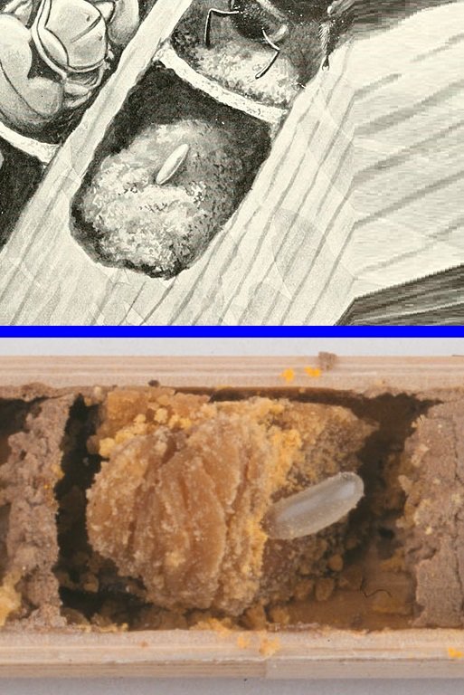 Image in 2 parts. Top: drawing of a carpenter bee, nest cells & mass of pollen in a cell with whitish egg on top.   Below: photo of an egg in a cell, on mass of pollen. Image in 2 parts. Top: drawing of a carpenter bee, nest cells & mass of pollen in a cell with whitish egg on top.   Below: photo of an egg in a cell, on mass of pollen.