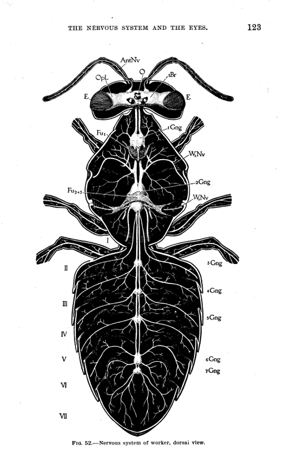central nervous system of the honey bee central nervous system of the honey bee