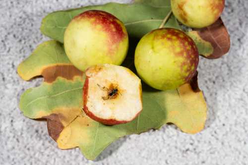 Oak cherry galls Several oak cherry galls and an oak leaf.  The galls look like small round green apples tinged with red.  One fleshy gall has been cut in half, revealing the small gall wasp inside.